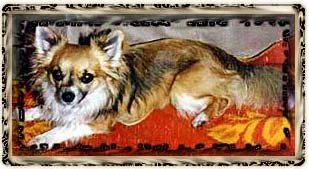 hund